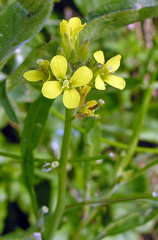 Sisymbrium orientale
