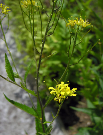 Sisymbrium strictissimum