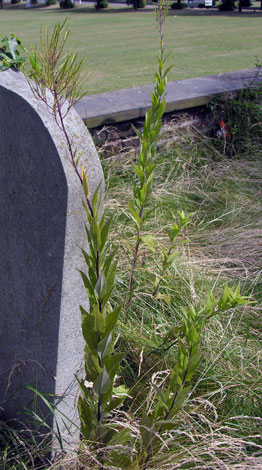 Sisymbrium strictissimum fruits