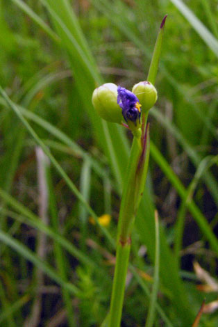 Sisyrinchium montanum