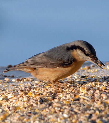 Sitta europaea Nuthatch