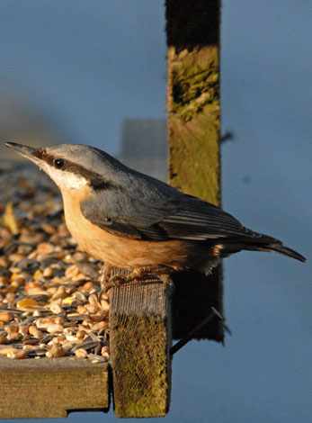 Sitta europaea Nuthatch