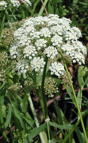 Sium latifolium