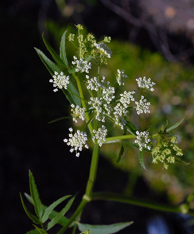 Sium sisarum flower