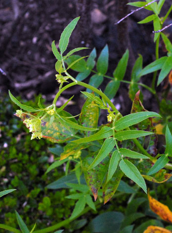 Sium sisarum leaves