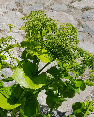 Smyrnium cordifolium close