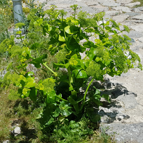 Smyrnium cordifolium whole