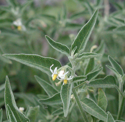 Solanum chenopodioides