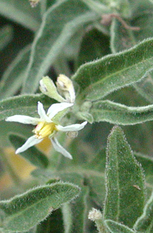 Solanum chenopodioides close