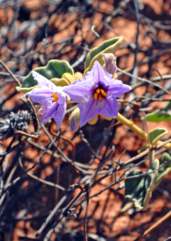 Solanum lasiophyllum close
