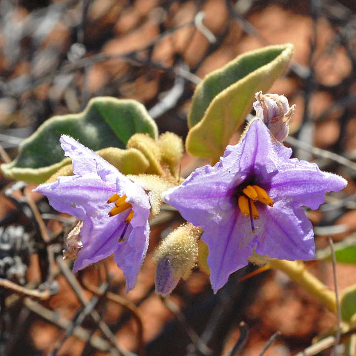 Australian Wild flower Solanum lasiophyllum Flannel Bush