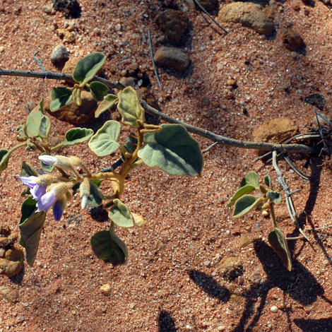 Solanum lasiophyllum whole
