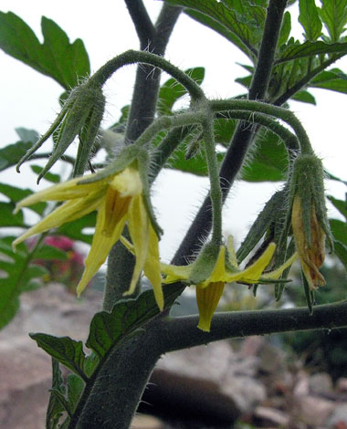 Lycopersicon esculentum flowers