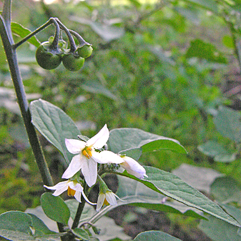 Solanum nigrum whole