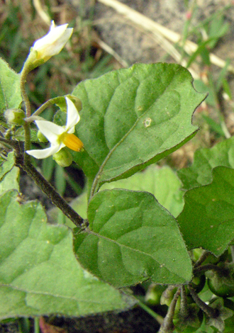 Solanum nigrum leaf