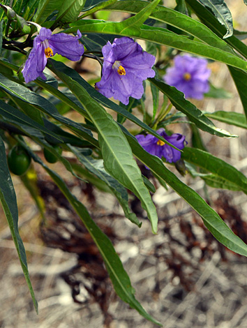 Solanum symonii close