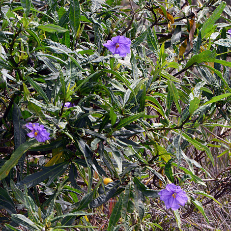 Solanum symonii whole
