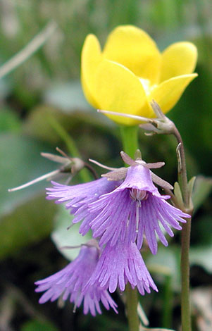 Soldanella alpina whole