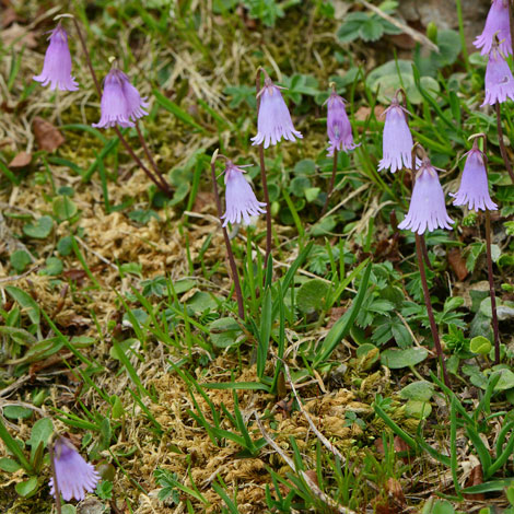 Soldanella alpina close
