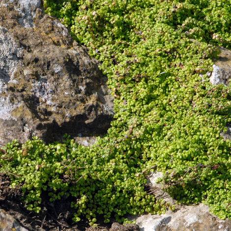 Soleirolia soleirolii whole