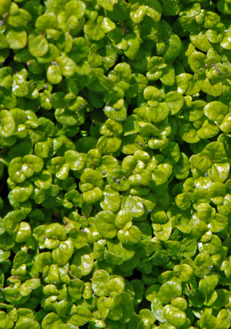 Soleirolia soleirolii close