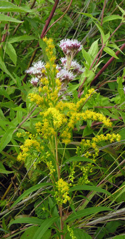 Solidago canadensis ssp canadensis