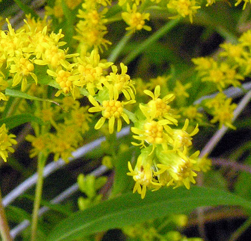 Solidago canadensis ssp canadensis close