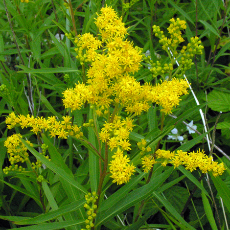 Solidago gignatea ssp serobtine close