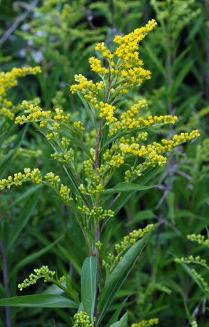 Solidago gignatea ssp serobtine whole