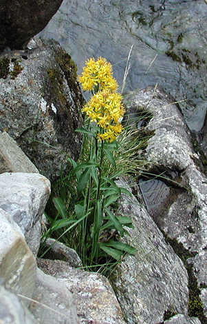 Solidago virgaurea whole