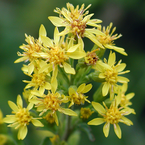 Solidago virgaurea close