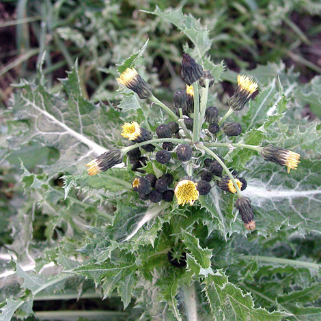 Sonchus asper close