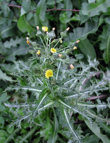 Sonchus asper whole