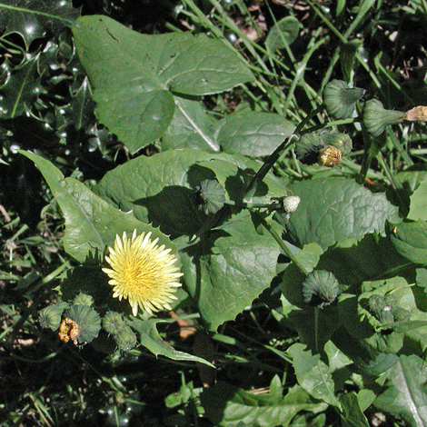 Sonchus oleraceus whole