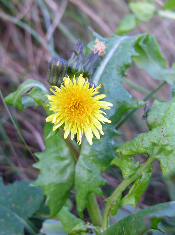 Sonchus oleraceus close