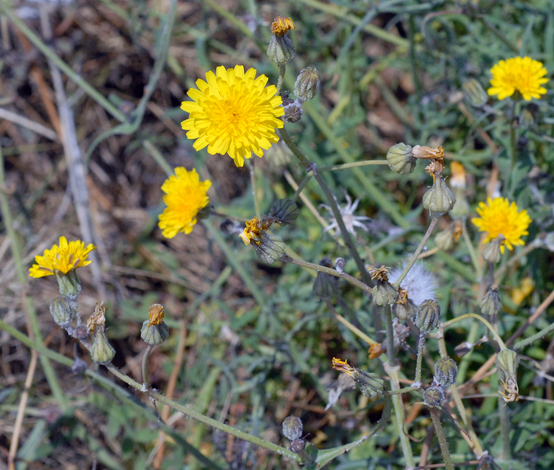 Sonchus tennerrimus whole