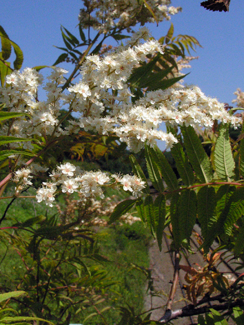 Sorbaria tomentosa close