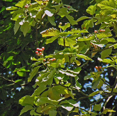Sorbus aria