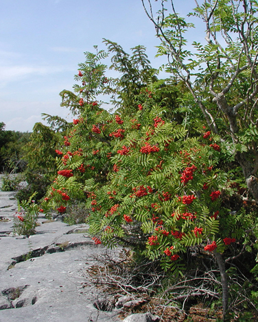Sorbus acuparia fruit