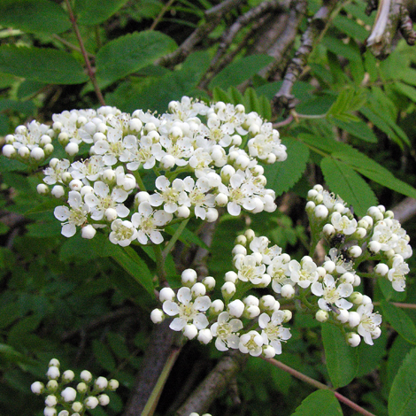 Sorbus acuparia flowers