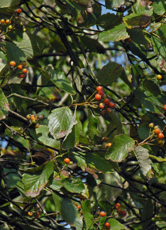 sorbus bristoliensis fruit and leaves
