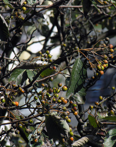 Sorbus croceocarpa fruit