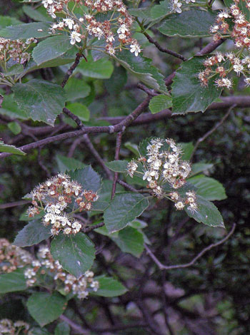 Sorbus croceocarpa flowers