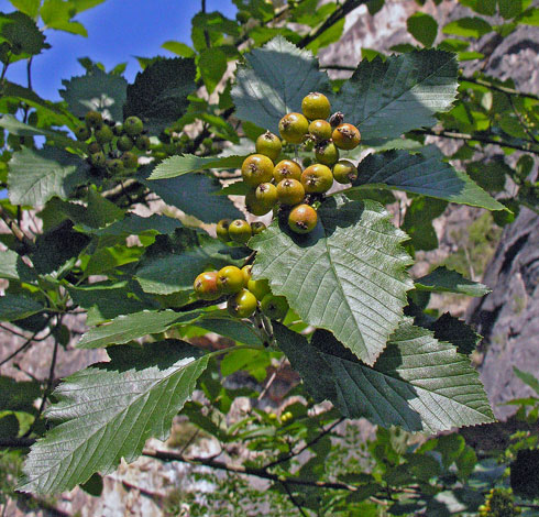 Sorbus decipiens