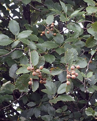 Sorbus devoniensis close