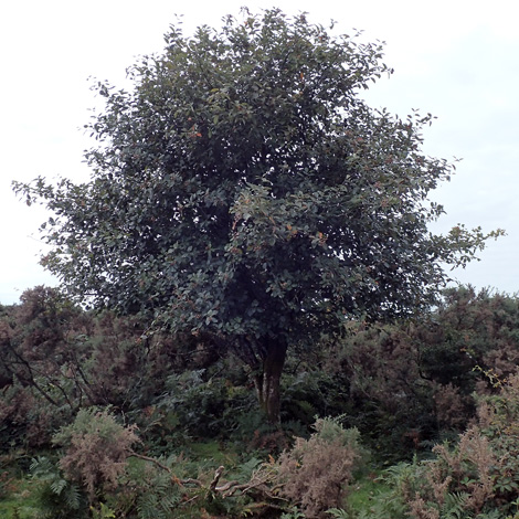 Sorbus devoniensis whole