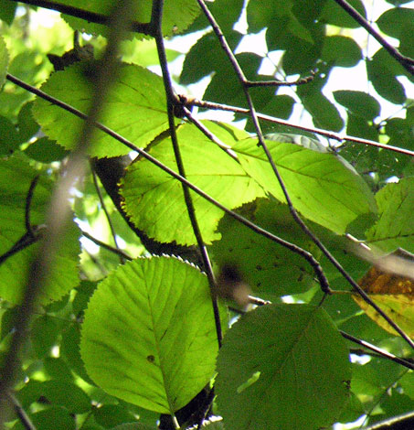 Sorbus eminens