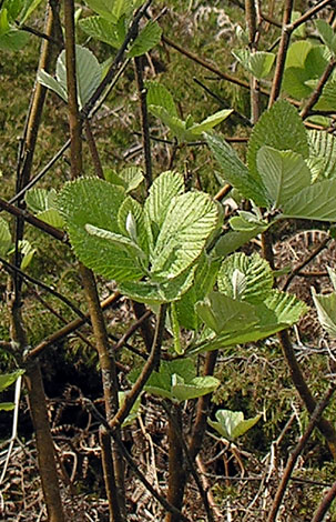 Sorbus hibernica