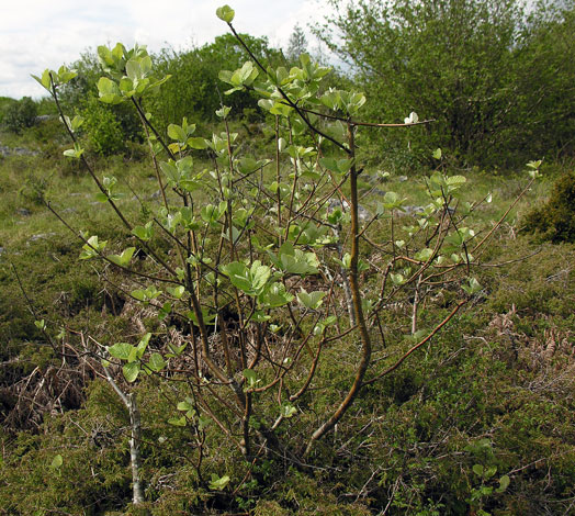 Sorbus hibernica