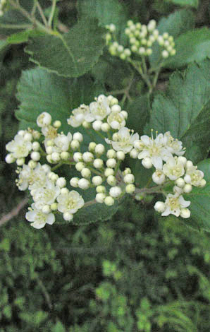 Sorbus intermedia flowers
